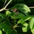 Juglans ailanthifolia -- Japanische Walnuss